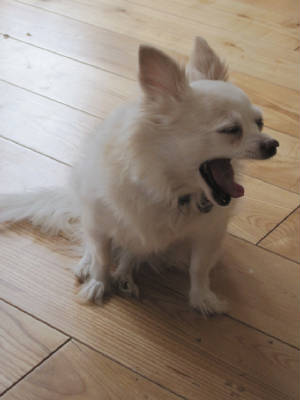 LucyYawning.JPG