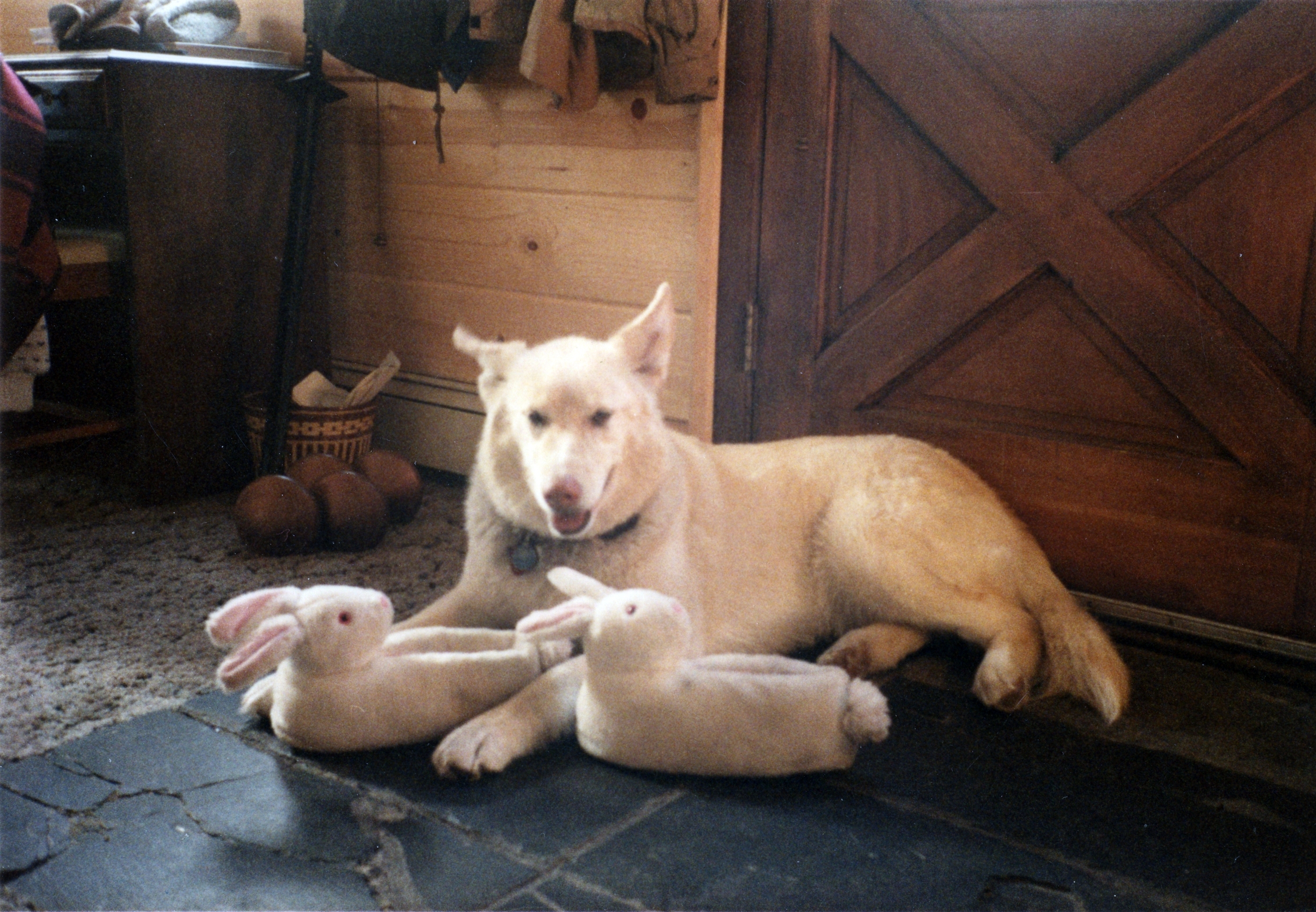 41._Ruby_the_wolf_dog.jpg