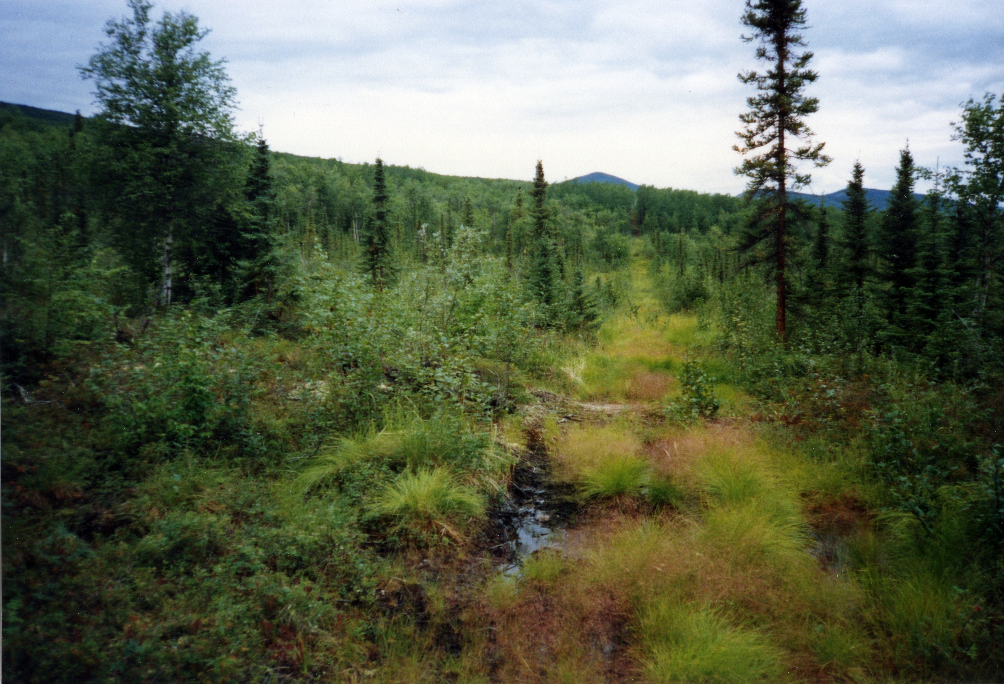 42._My_arctic_swamp_land.jpg