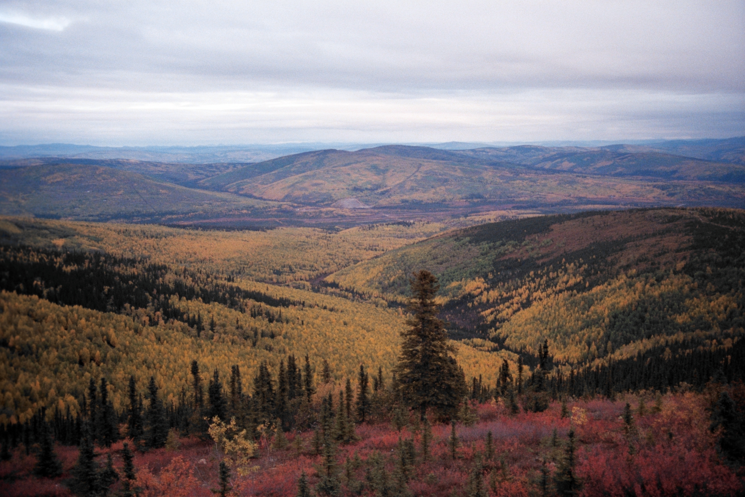 49._Fairbanks_Fall_colors.jpg